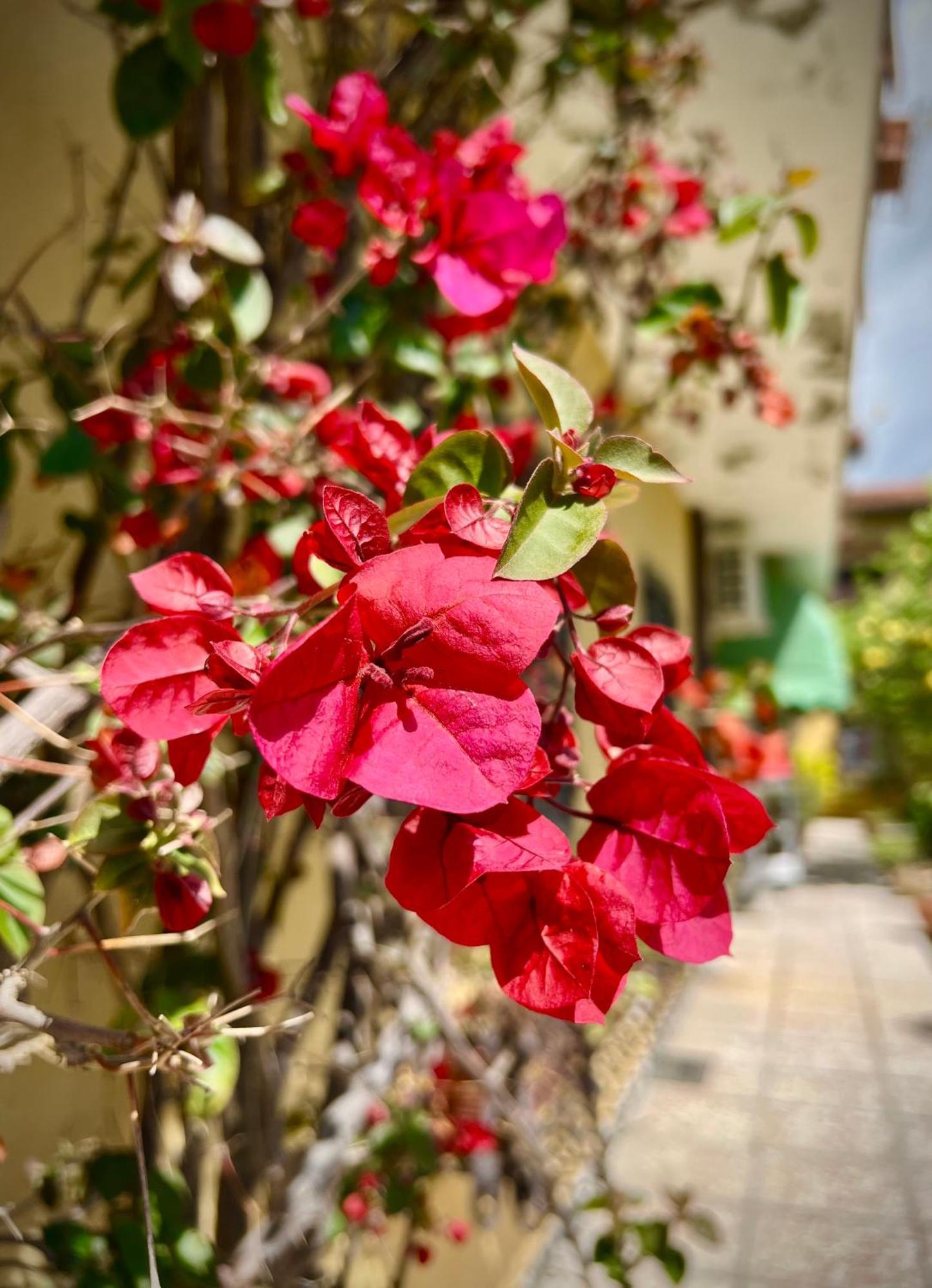 Bed&Breakfast Villa Lorena Forte dei Marmi Exterior photo